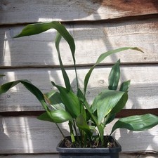 Aspidistra elatior, total 100 cm, 11 ltr. pot