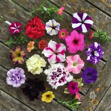 Sale2160 Petunien Mischung Petunia Mix 30 Samen