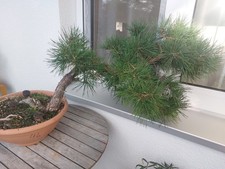 Yamadori Bonsai Kiefer ca. 40 Jahre