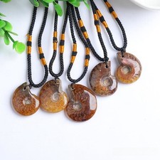 Natürliche Nautilus Ammonit