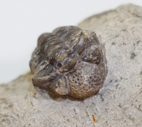 Trilobit geesops schlotheimi - trilobit,,