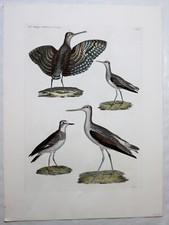 Gravur Vögel original Kupferstich engraving; vom Louvre - 1800. Handcoloriert