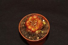 Fleischfressende Pflanze