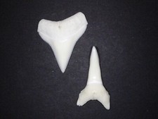 Speerzahnhai (Glyphis glyphis) - 2 echte Haizähne (Hai, Zahn, Gebiss) #1