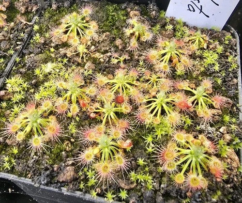 Drosera