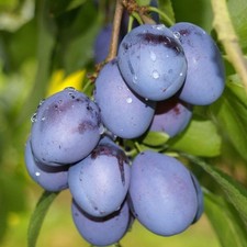 Topking (R) große Pflaume aromatisch hoher Ertrag Pflaumenbaum Backpflaume