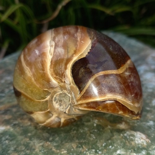 8cm sehr großer nautilus - 8cm,