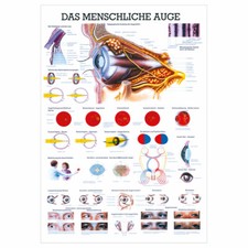 Das Auge Lehrtafel Anatomie