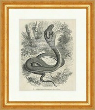 Le Serpent a lunettes Brillenschlange Echte Kobra Holzstich E 19845 Gerahmt