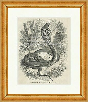 Serpent lunettes - serpent,