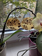 große Muschelohrringe mit schwarzen Schmetterlingen