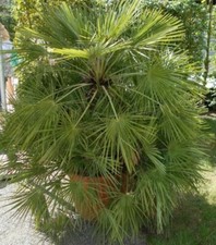 SAMEN Zimmer Palmen Samen: die