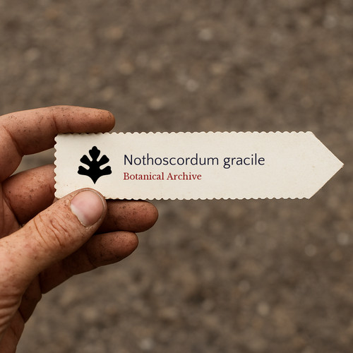 Nothoscordum gracile slender - gracile,