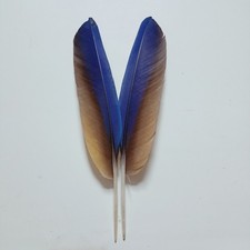  2x Ara Federn ,Feather,echte Vogelfedern ,Pagagei,Macaw 