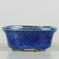 Japanischer TOKONAME Bonsai