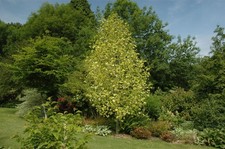 Liriodendron tulipifera