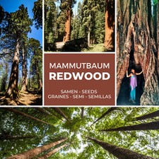 Mammutbaum / Riesenmammutbaum