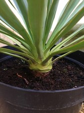 Yucca Palme Freilandpalme