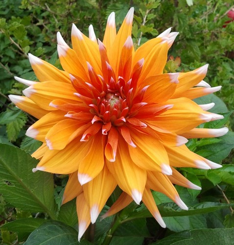 Dahlien - @,