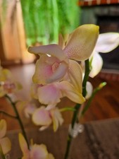 Orchidee Phalaenopsis Bolgheri Lemon Peloric Warmversand 