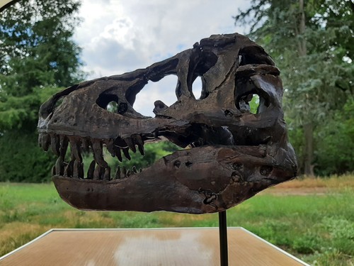 Tyrannosaurus rex schädel - t-rex,
