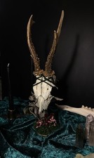 Taxidermy - Geweih Ständer -