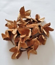 Natur Deko Bucheckern Hülsen Garnelen Aquarium Zierfische Krebse 10Stk/20Stk