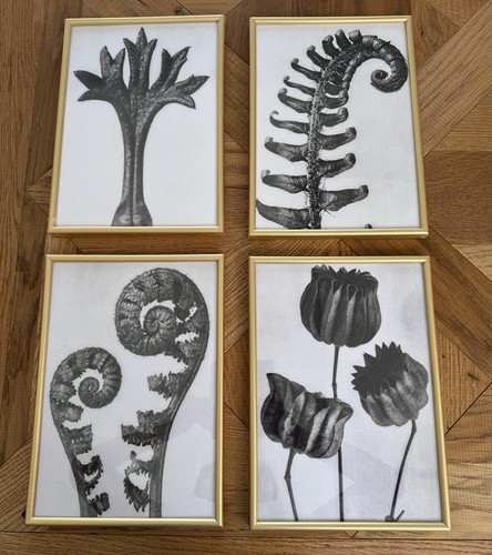 4er set karl blossfeldt - 4er,