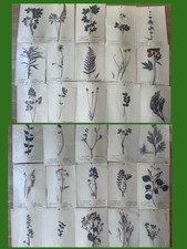 Herbarium 30 Pflanzen 60er Alt