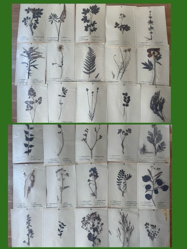 Herbarium pflanzen 60er - 30, alt