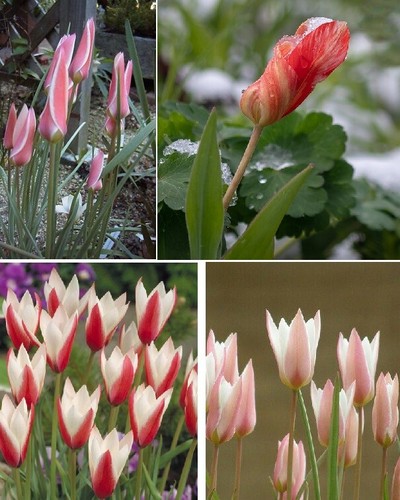 Wildtulpen set tulpenzwiebeln - set,
