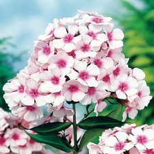 Phlox Rhizom Sommerblüher