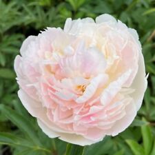 Gefüllte Staudenpfingstrose "Chiffon parfait"  Großer Wurzelstock