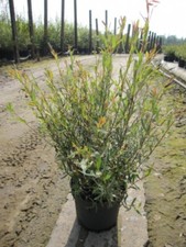 Purpur Weide - Salix purpurea Purple Willow 60-100