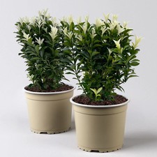 Japanischer Spindelstrauch