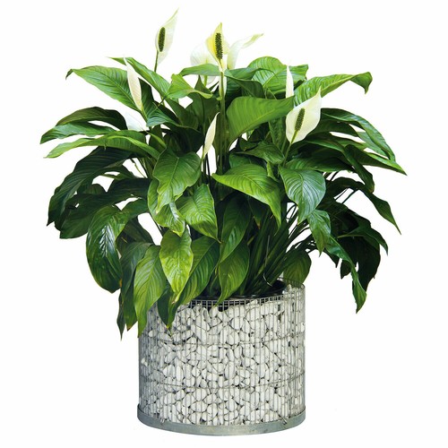 Bellissa gabionentopf rund - gabionentopf,