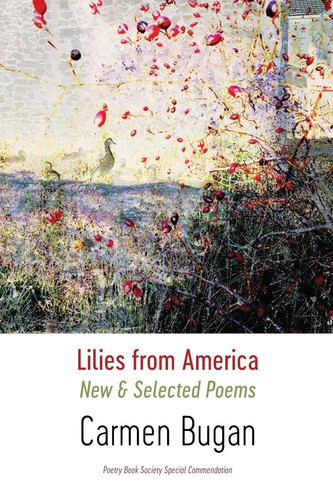 Lilies from america new - from,