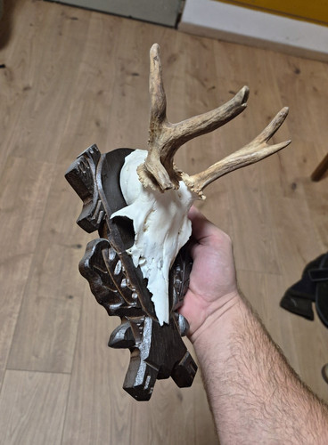 Rehbock geweih trophäe - rehbock, auf