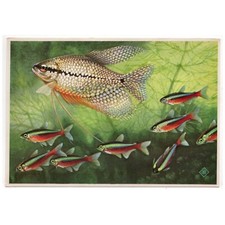 Künstler-AK v. Ko van den Broecke / Diamant-Gourami, Roter Neon (Fische)