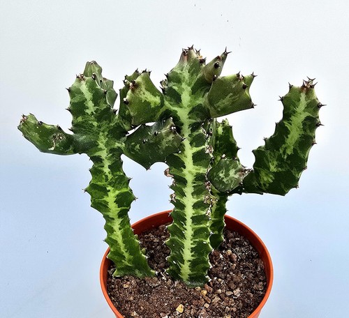 Schöne kräftige euphorbia - kräftige,