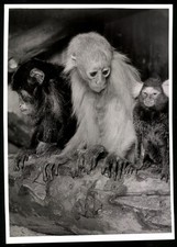 Fotografie drei kleine Affen