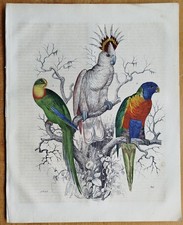 Papagei Kakadu - Buch der Welt