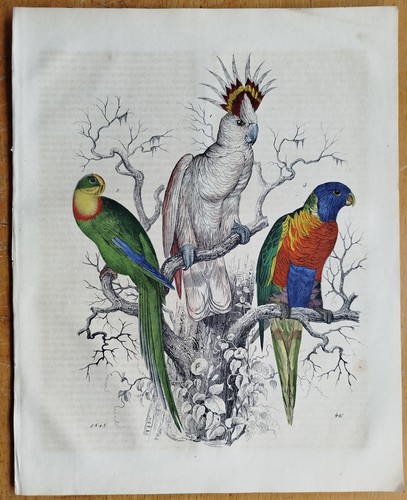 Papagei kakadu buch der welt - papagei,