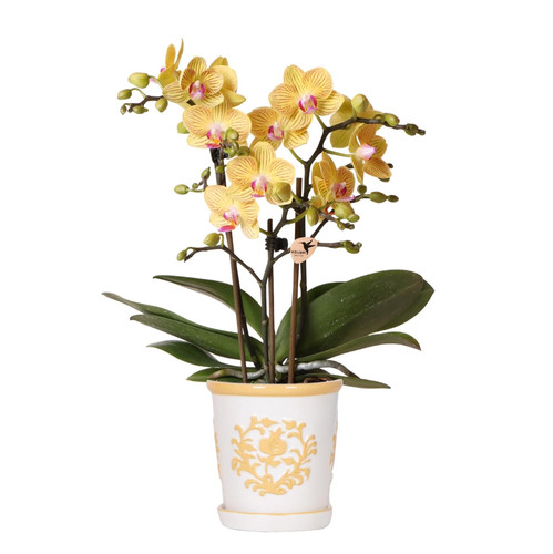 Orchidee lima gelb - im, malaga