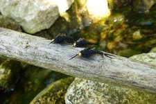 4 St.Goldkopf STONEFLY Nymphen