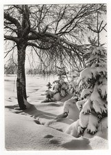 AK Weihnachten, Winterlandschaft, verschneite Bäume