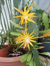 Epiphyllum Blattkaktus "Frühlingsgold"   Steckling unbewurzelt ca. 22 cm