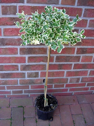Euonymus fort emerald n - euonymus, fort.