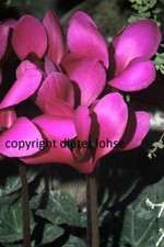 BLUMEN Katalog ARCHIV