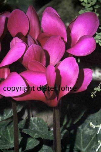 Blumen katalog archiv - katalog,